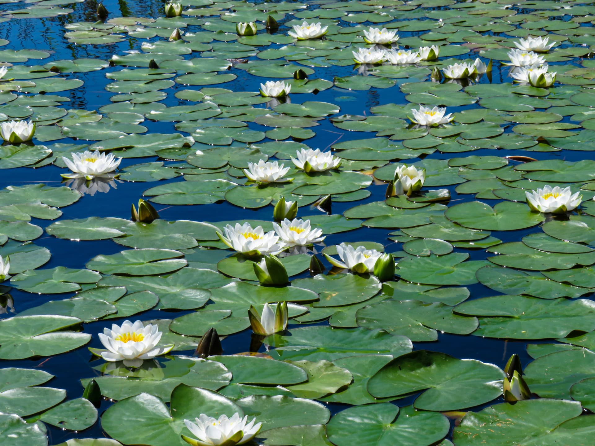 White water lilies scattered across a deep blue pond